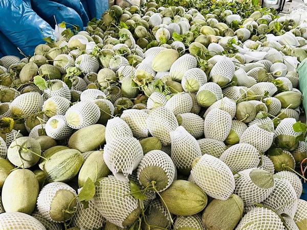 CHUNG TAY GIẢI CỨU DƯA LƯỚI - GẮN KẾT NGHĨA TÌNH, CÙNG BÀ CON VƯỢT BÃO 🍈💪🌪️