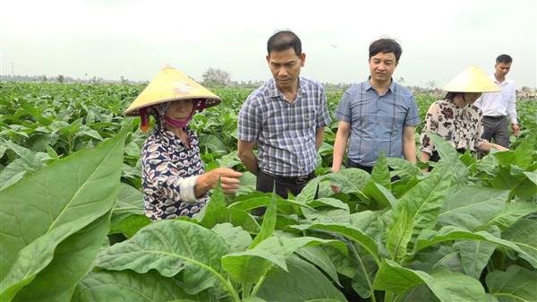 Lãnh đạo xã Vĩnh Bảo tổ chức thăm mô hình sản xuất nông nghiệp tập trung theo chính sách hỗ trợ thực hiện Nghị quyết số 27 và Nghị quyết số 51 của HĐND thành phố