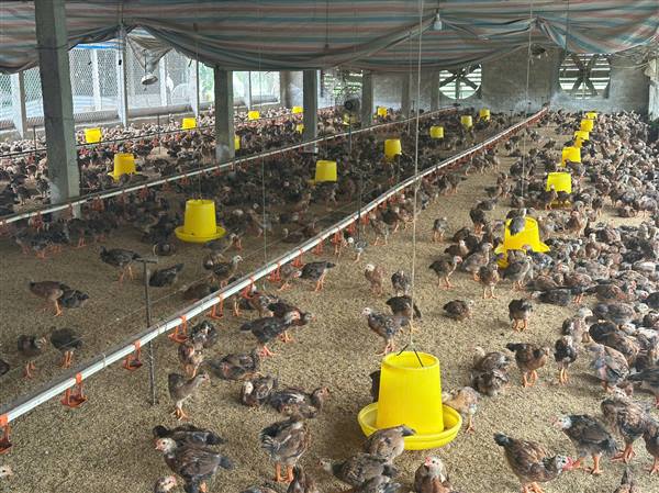 HỘI NÔNG DÂN XÃ VĨNH BẢO PHỐI HỢP NGÂN HÀNG CHÍNH SÁCH XÃ HỘI VĨNH BẢO KIỂM TRA CÁC TỔ TIẾT KIỆM VÀ VAY VỐN TRƯỚC KHI GIẢI NGÂN NGUỒN VỐN VAY