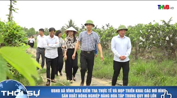 UBND XÃ VĨNH BẢO KIỂM TRA THỰC TẾ VÀ HỌP TRIỂN KHAI CÁC MÔ HÌNH SẢN XUẤT NÔNG NGHIỆP TẬP TRUNG QUY MÔ LỚN