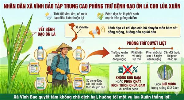 NHÂN DÂN XÃ VĨNH BẢO TẬP TRUNG CAO PHÒNG TRỪ BỆNH ĐẠO ÔN LÁ TRÊN LÚA XUÂN