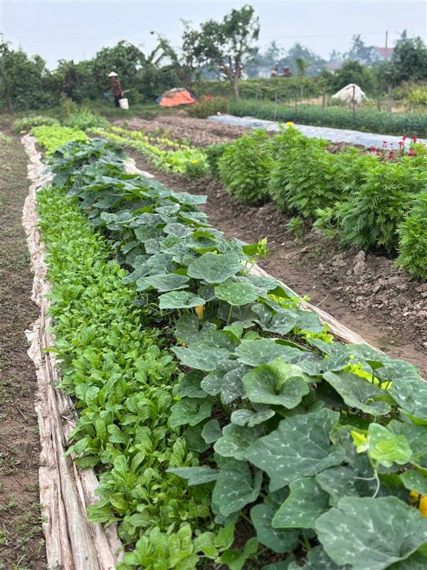 Các hộ xã viên xã Vĩnh Hòa tập trung chăm sóc cây trồng vụ Đông