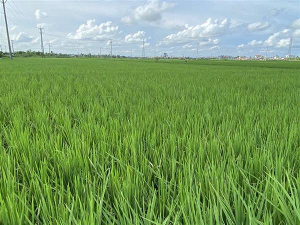 ỦY BAN NHÂN DÂN XÃ VĨNH HOÀ TỔ CHỨC HỘI NGHỊ TẬP HUẤN CHĂM SÓC VÀ PHÒNG TRỪ SINH VẬT GÂY HẠI LÚA VỤ MÙA 2025.
