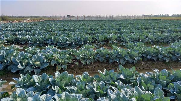 NÔNG DÂN XÃ VĨNH LẠI TRỒNG HƠN 75HA CÂY VỤ ĐÔNG