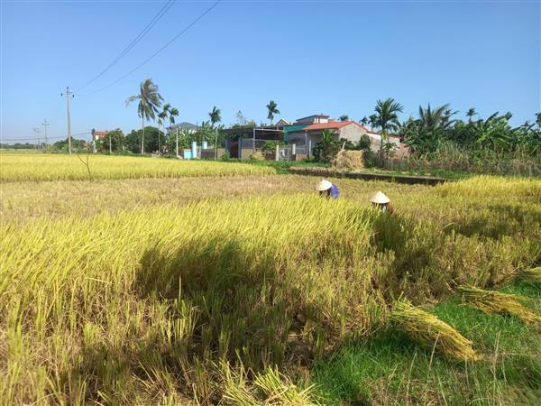 Nông dân xã Vĩnh Lại khẩn trương thu hoạch lúa Xuân