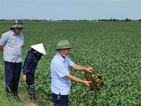 NÔNG DÂN XÃ VĨNH LẠI CHỦ ĐỘNG CHĂM SÓC HƠN 100HA ẤU