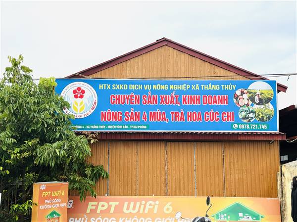 HTX SẢN XUẤT KINH DOANH DỊCH VỤ NÔNG NGHIỆP THẮNG THỦY (XÃ VĨNH THỊNH) LÊN KẾ HOẠCH MỞ RỘNG VÙNG NGUYÊN LIỆU CÂY DƯỢC LIỆU