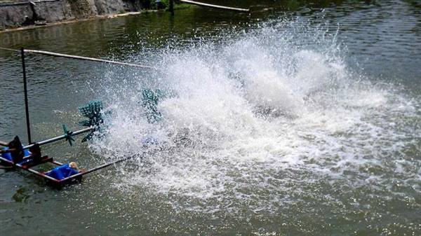 XÃ VĨNH THỊNH TĂNG CƯỜNG CÁC BIỆN PHÁP PHÒNG, CHỐNG RÉT CHO AO NUÔI TÔM