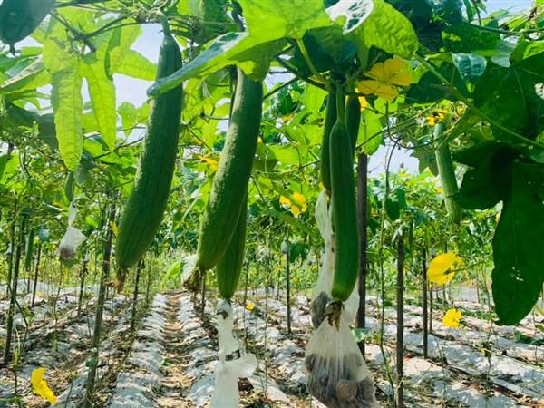 HIỆU QUẢ TỪ TÍCH TỤ RUỘNG ĐẤT: NÔNG DÂN VĨNH THỊNH THU HOẠCH RAU MÀU, LIÊN KẾT HỢP TÁC XÃ NÂNG CAO GIÁ TRỊ NÔNG SẢN