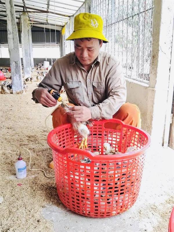 XÃ VĨNH THỊNH TÍCH CỰC TRIỂN KHAI TIÊM PHÒNG VẮC XIN CÚM GIA CẦM ĐỢT 1 NĂM 2026