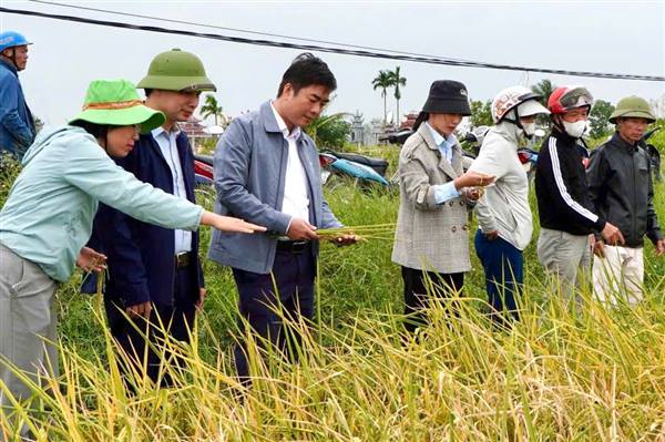 Ủy ban nhân dân xã tổ chức các đoàn thăm đồng đánh giá, dự kiến năng suất lúa vụ Mùa, Kế hoạch sản xuất vụ Đông – Xuân năm 2025-2026. 