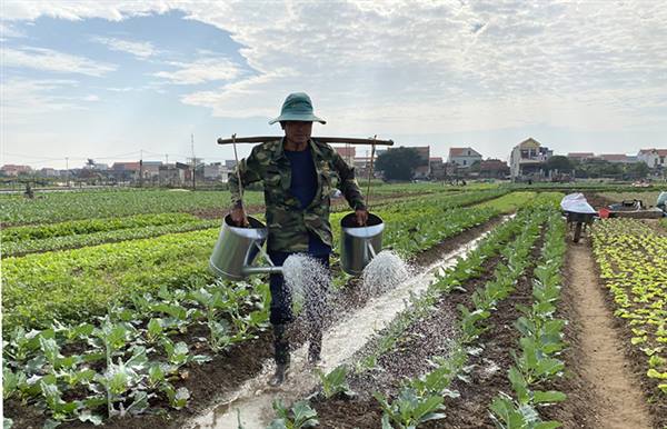 Vụ Đông Xuân 2025 xã Yết Kiêu phấn đấu gieo trồng trên 150 ha cây rau màu