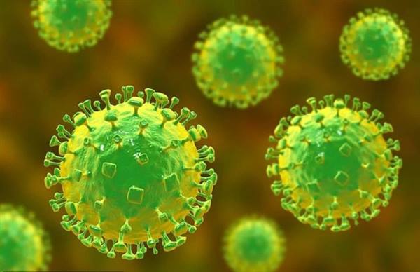 Thông tin về dịch bệnh do vi rút Nipah và khuyến cáo phòng chống tại Việt Vam