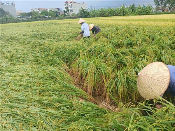 Nông dân xã Yết Kiêu khẩn trương bảo vệ lúa Xuân cận ngày gặt