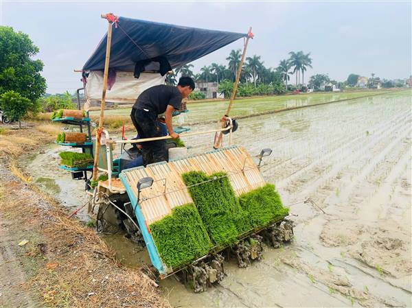 Xã Yết Kiêu chủ động thời vụ gieo cấy đúng lịch tạo nền tảng cho vụ mùa thắng lợi toàn diện